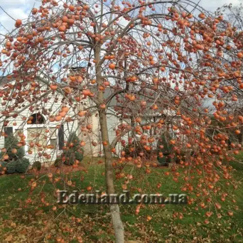 Зображення Хурма Росіянка - Diospyros