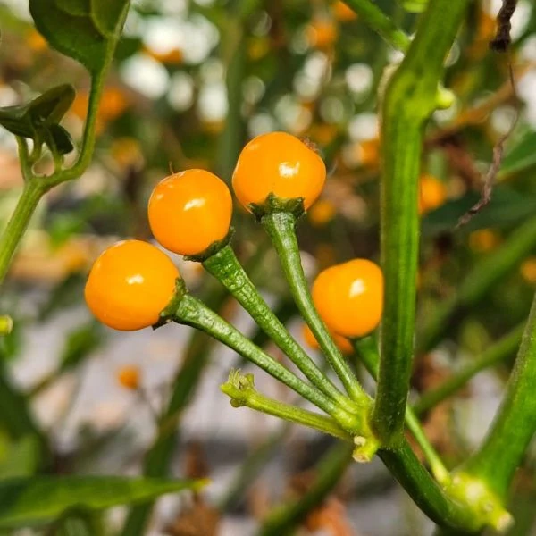 Зображення Перець Аджі Чарапіта жовтий  - Aji Charapita Yellow