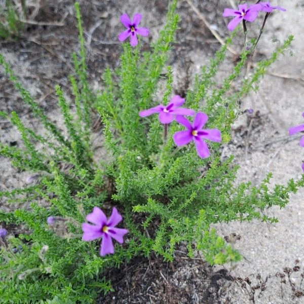 Изображение Джеймсбриттения мелколистная - Jamesbrittenia microphylla   