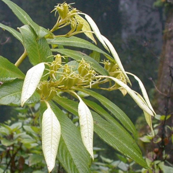 Зображення Неогіменопогон паразитичний - Neohymenopogon parasiticus 