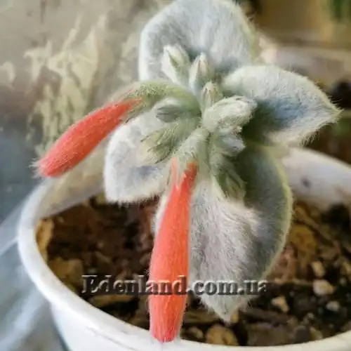 Зображення Синінгія Біловолоса - Sinningia leucotricha