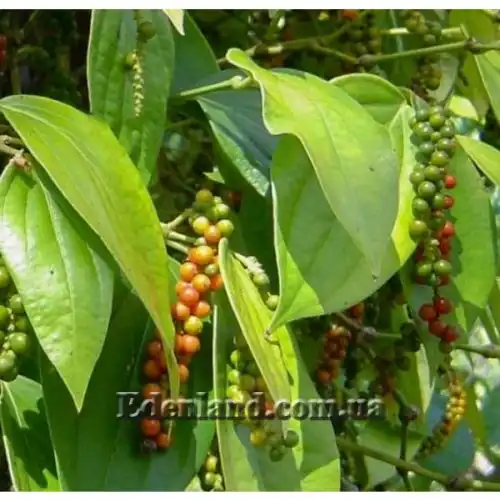 Зображення Перець чорний - Piper nigrum 