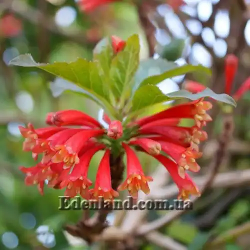 Изображение Дерматоботрис Сандерса  - Dermatobotrys saundersii