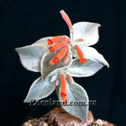 Зображення Синінгія Біловолоса - Sinningia leucotricha