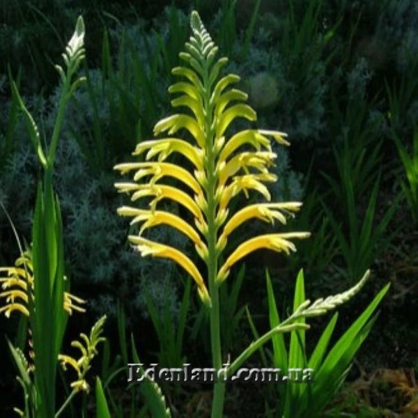 Изображение разветвленный цветонос