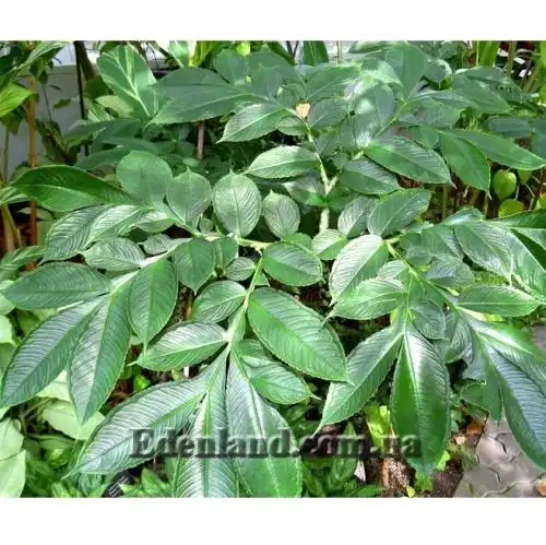 Зображення дорослий лист