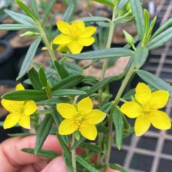 Зображення Талінум кафрський - Talinum caffrum  