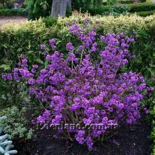 Изображение Каликарпа Бодинье - Callicarpa bodinieri