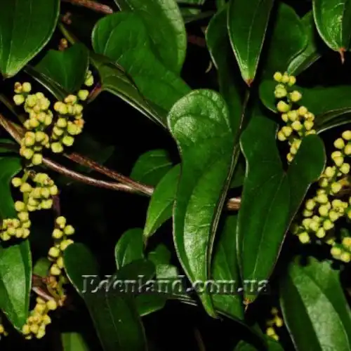 Изображение Диоскорея полистахия, Ямс - Dioscorea polystachya 