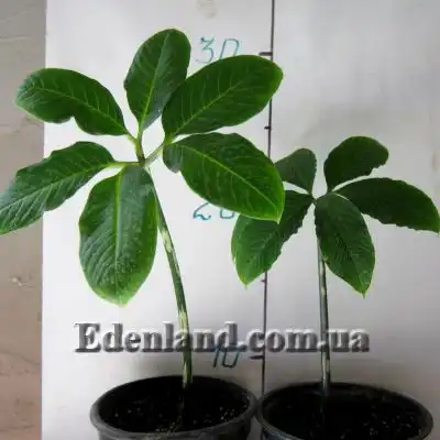 Изображение саженцы в продаже