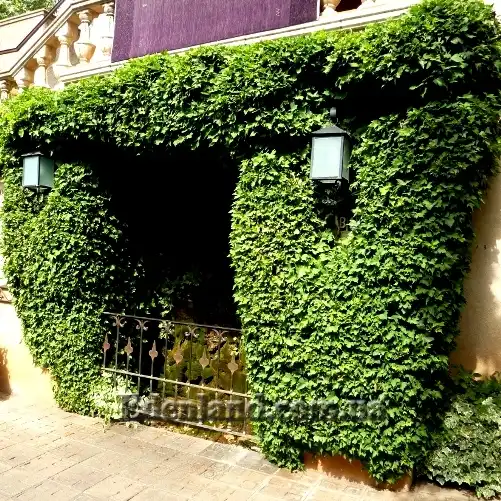 Изображение Плющ обыкновенный - Hedera helix