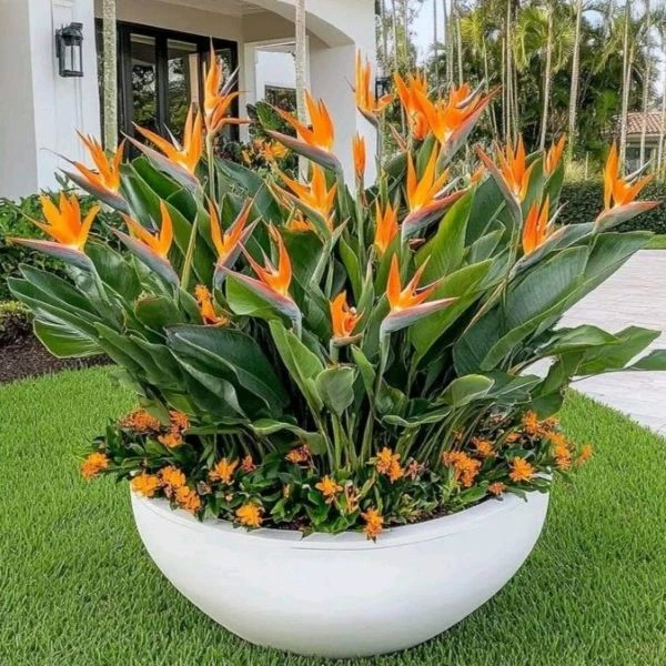 Зображення рослини у вазоні