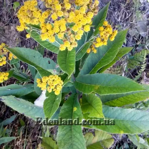 Изображение Блюмея бальзамическая - Blumea balsamifera