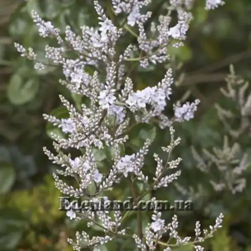 Изображение Вероника Халка - Veronica hulkeana