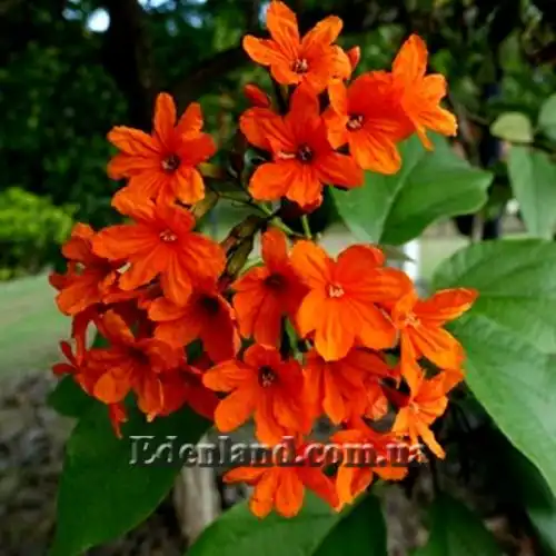 Зображення Кордія Себестена - Cordia sebestena