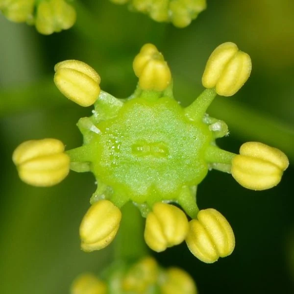 Изображение Зантоксилум подражающий - Zanthoxylum simulans  