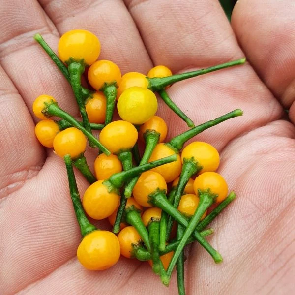 Перець Аджі Чарапіта жовтий  - Aji Charapita Yellow