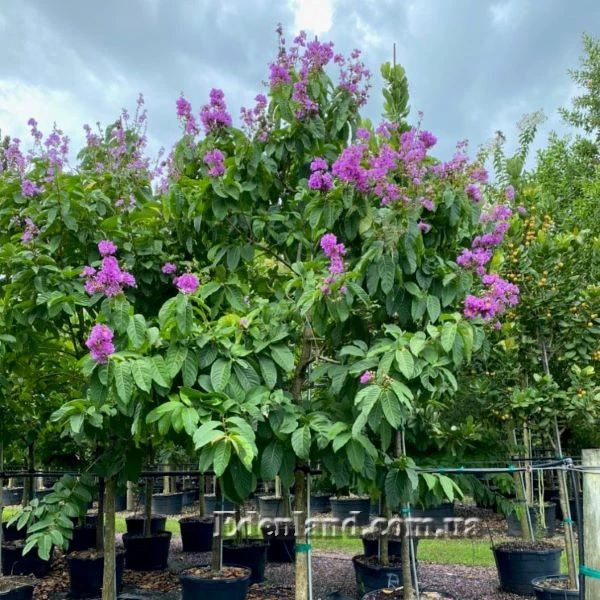 Изображение Лагерстремия красивая - Lagerstroemia speciosa