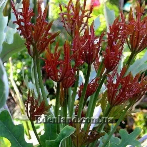 Изображение Куссония метельчатая подвид выемчатая - Cussonia paniculata subsp. sinuata 