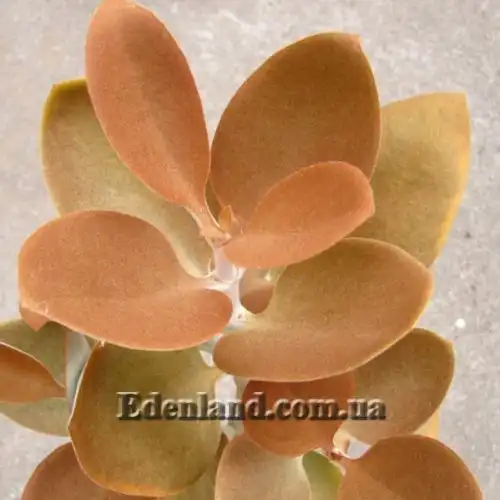 Изображение Каланхоэ оргиалис - Kalanchoe orgyalis