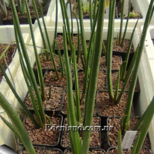 Зображення підрощені сіянці