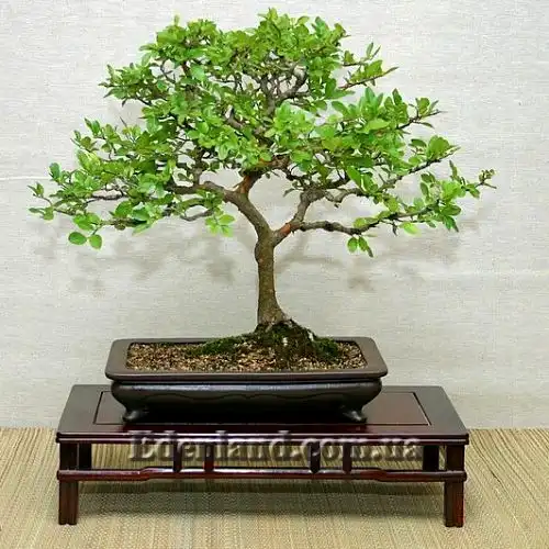 Изображение бонсай