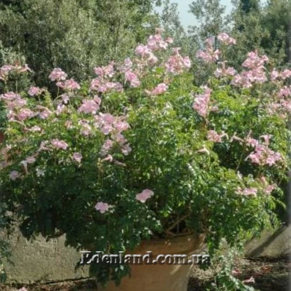 Изображение Подранея Рикасоля - Podranea ricasoliana