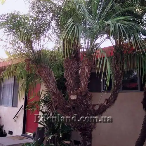 Зображення Фінік Робелена - Phoenix roebelenii