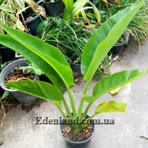 Изображение молодое растение