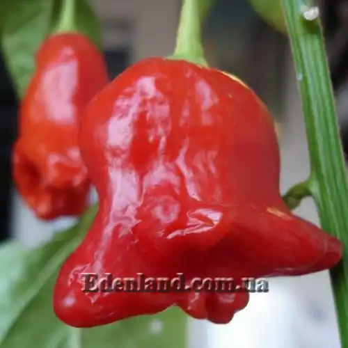 Перец Корона епископа - Capsicum Bishops Crown