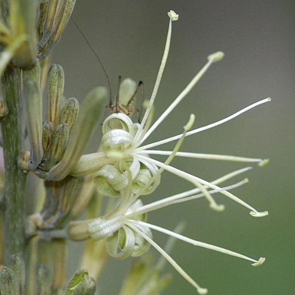 Зображення Драцена Пірсона - Dracaena pearsonii