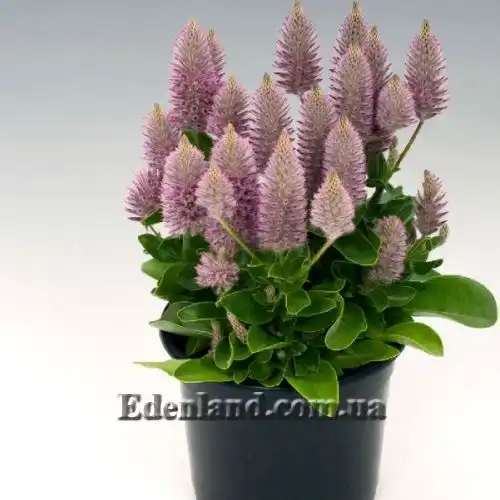 Изображение Птилотус возвышенный - Ptilotus exaltatus