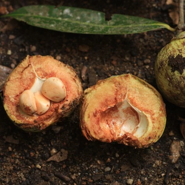 Зображення Мезуя залізна - Mesua ferrea 