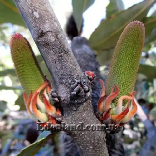 Изображение Банксия мощная - Banksia robur