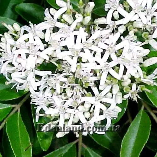 Изображение Муррайя Кёнига - Murraya koenigii