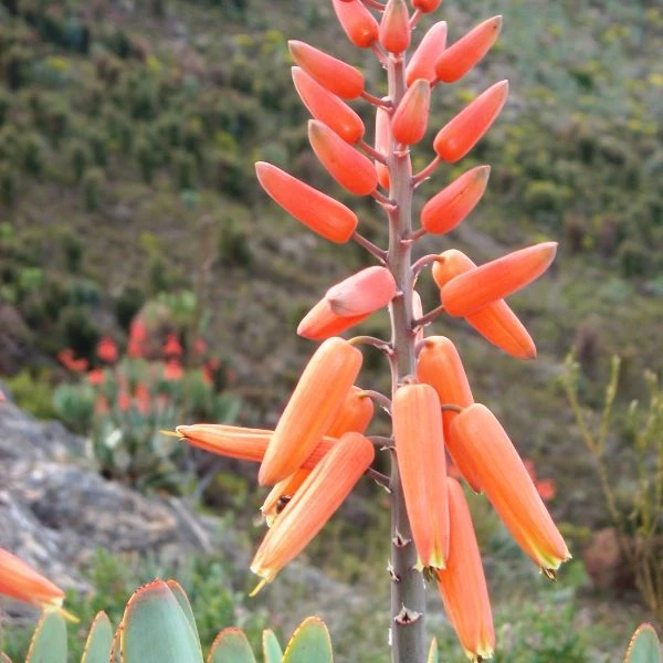 Изображение Кумара складчатая  - Kumara plicatilis