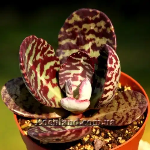 Изображение Каланхоэ приземистое - Kalanchoe humilis 