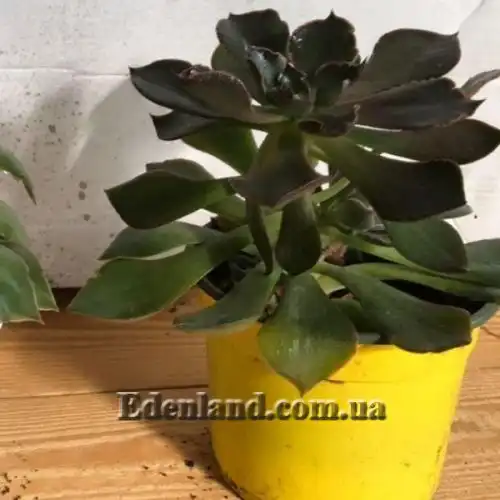 Зображення Ехеверія шавіана х стриктіфлора - Echeveria shaviana х strictiflora