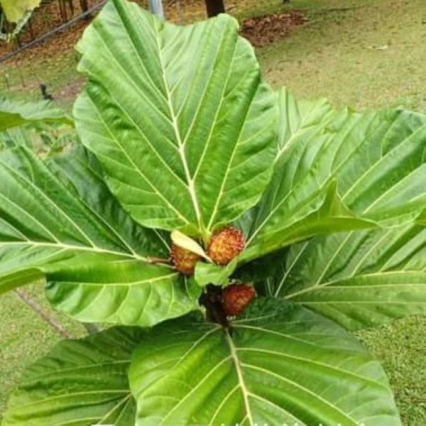 Фикус Бруса - Ficus brusii 