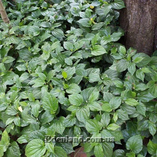 Зображення Перець гілчастий  - Piper sarmentosum