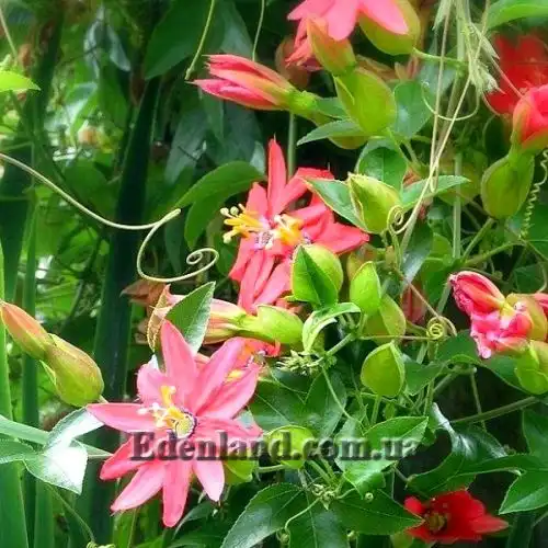 Зображення Пасифлора рукавчаста - Passiflora manicata