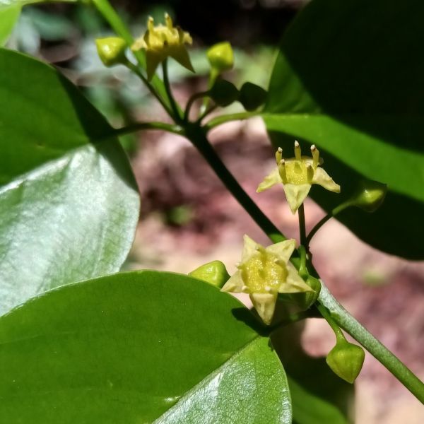 Изображение Берхемия двухцветная  - Berchemia discolor 