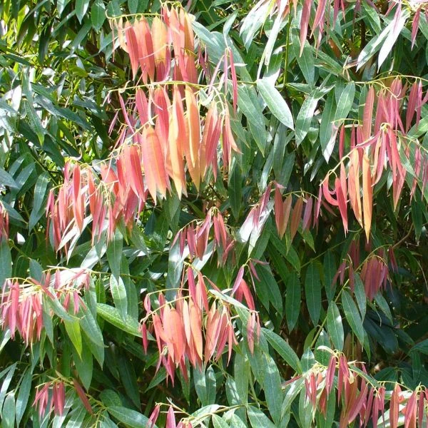 Зображення Мезуя залізна - Mesua ferrea 