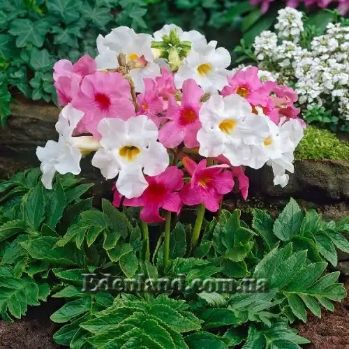 Зображення Інкарвілея Делавея - Incarvillea Delavayi