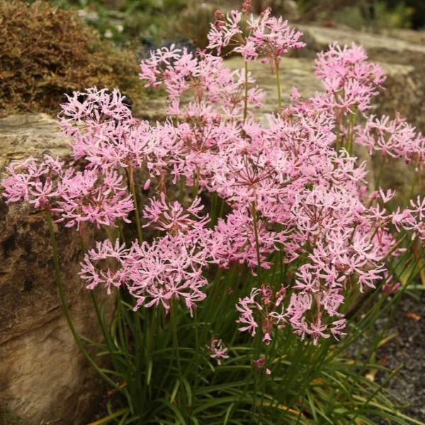 Зображення Неріне хвиляста - Nerine undulata 