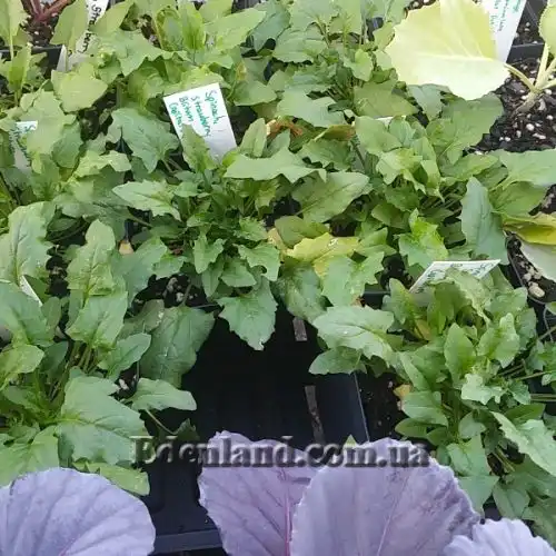 Изображение Блитум головчатый - Blitum capitatum