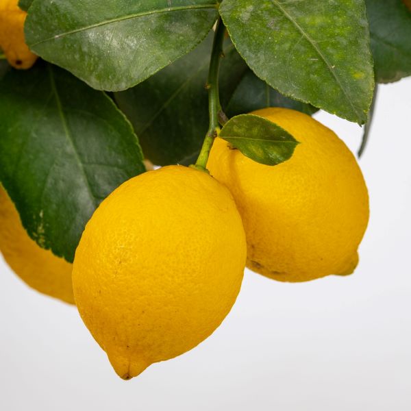Лимон Сіракузано - Citrus limon Siracusano