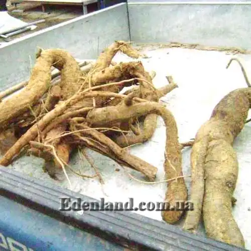 Изображение Пуэрария дольчатая - Pueraria lobata