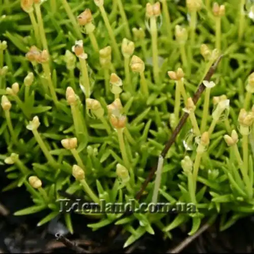 Изображение Склерантус двуцветковый - Scleranthus biflorus