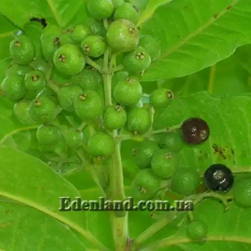 Изображение завязавшиеся плоды